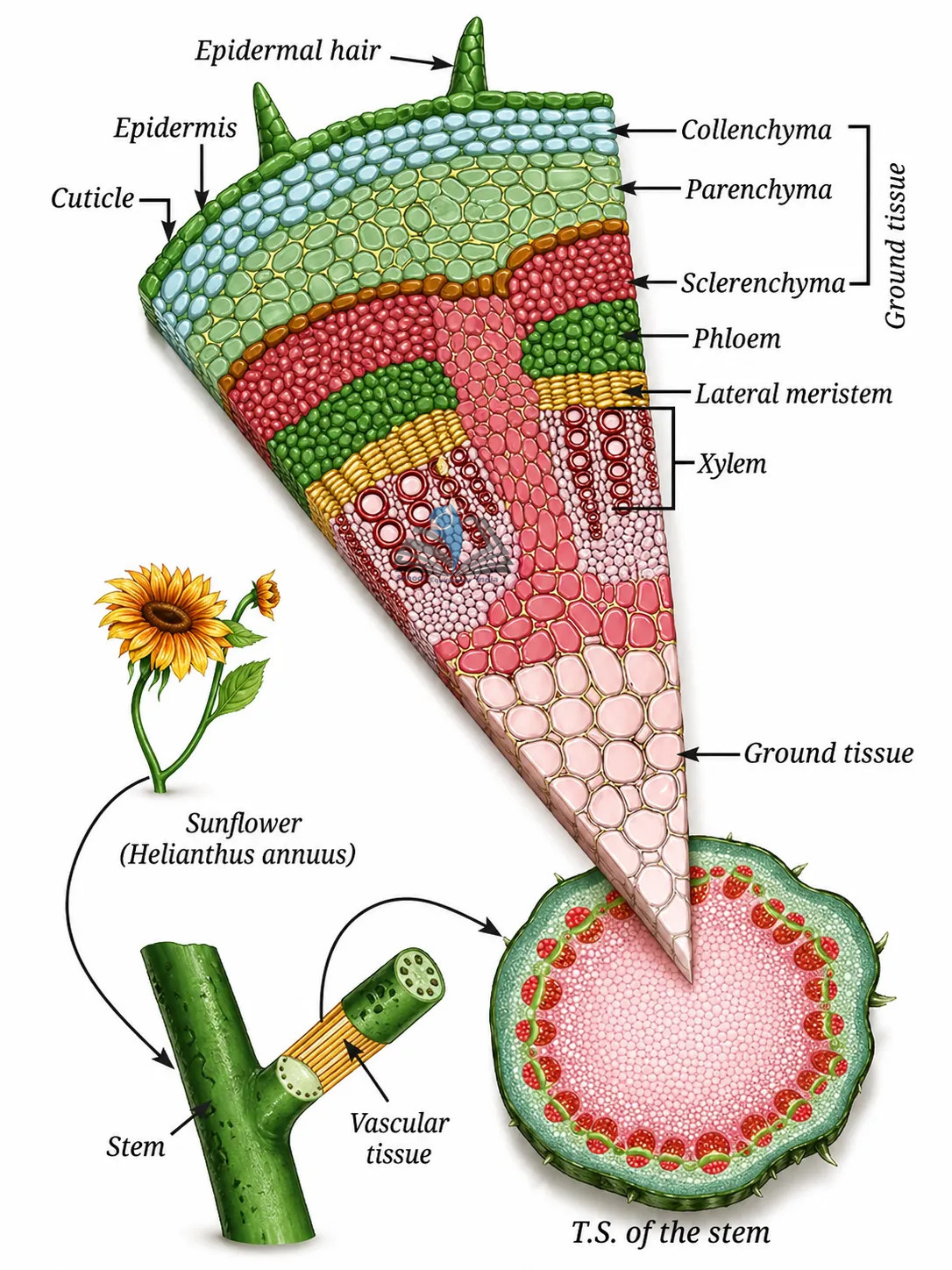 T.S Stem Dicot Chart
